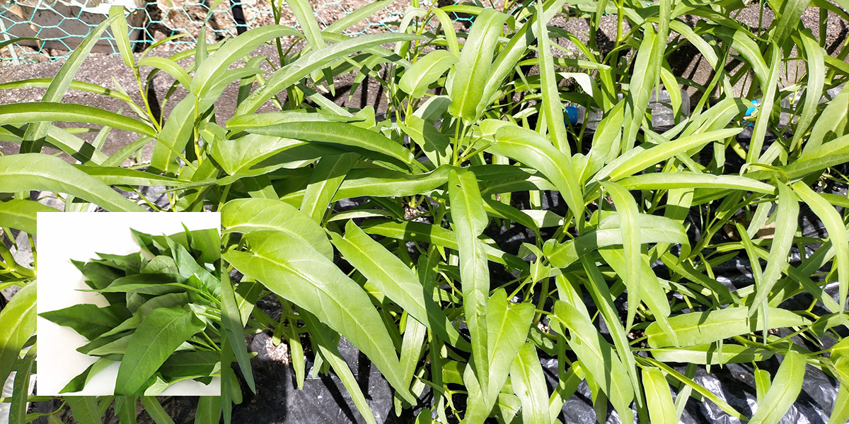 空芯菜（エンツァイ）