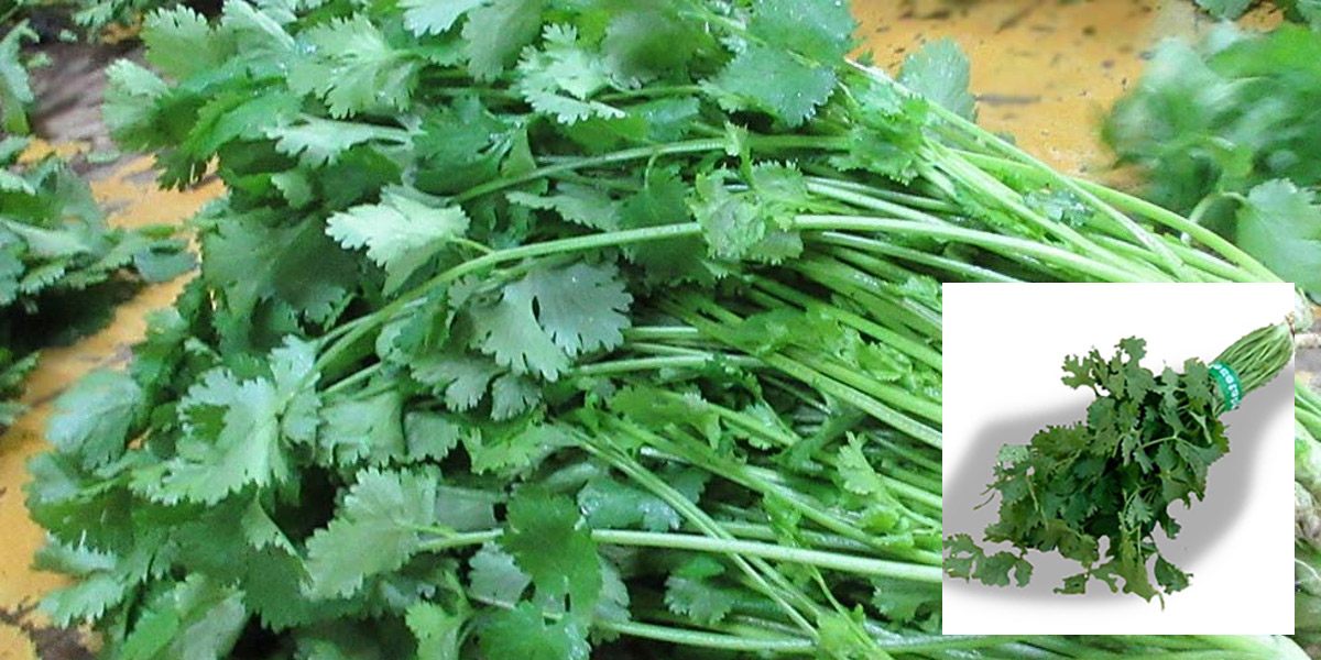 パクチー（コリアンダー）