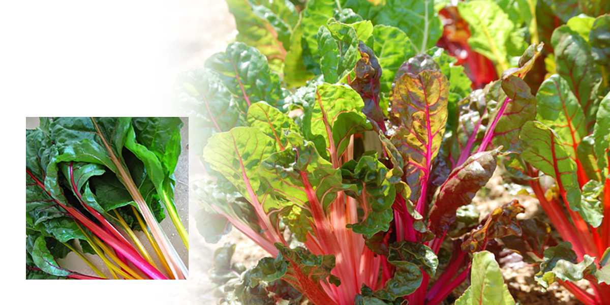 スイスチャード（ふだん草）